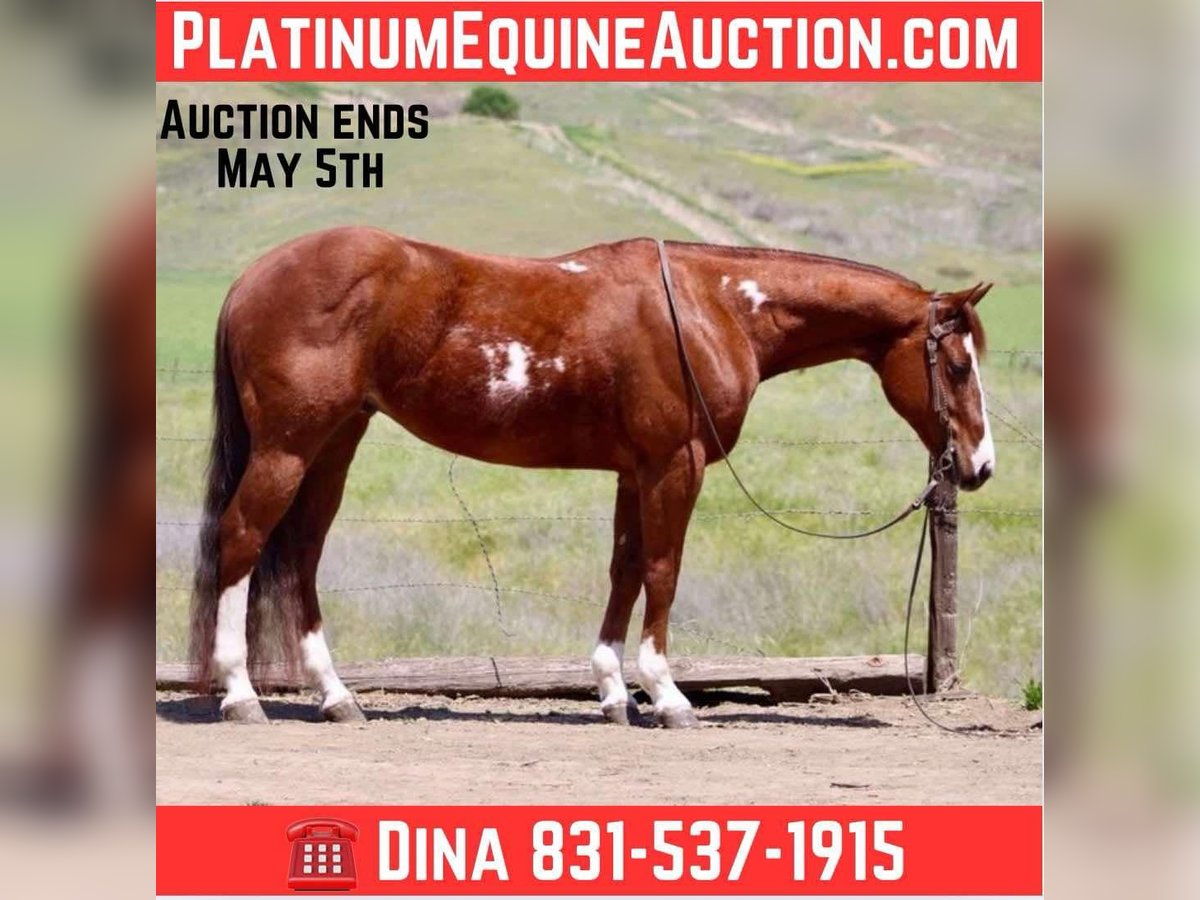 American Quarter Horse Wałach 9 lat 152 cm Overo wszelkich maści in Paicines CA