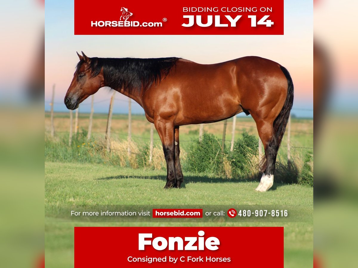 American Quarter Horse Wałach 9 lat 155 cm Gniada in Amarillo, TX