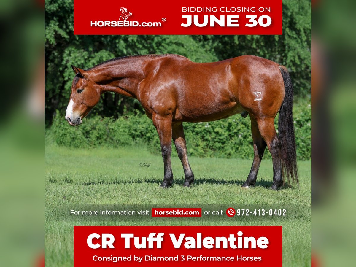 American Quarter Horse Wałach 9 lat 155 cm Gniada in Ravenna, TX