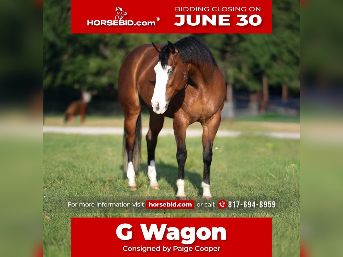 American Quarter Horse Wałach 9 lat 160 cm Gniada in Weatherford, TX