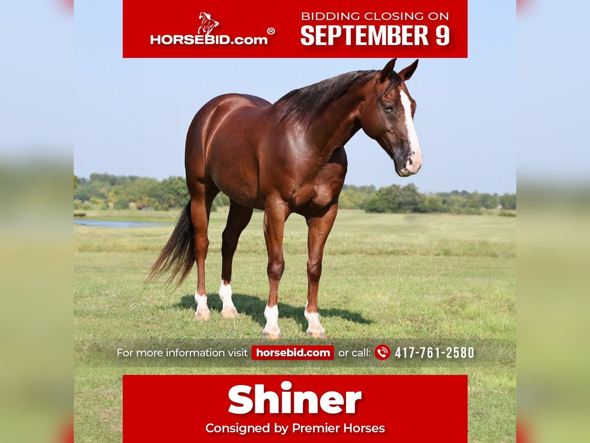 American Quarter Horse Wałach 10 lat 150 cm Ciemnokasztanowata in Buffalo, MO