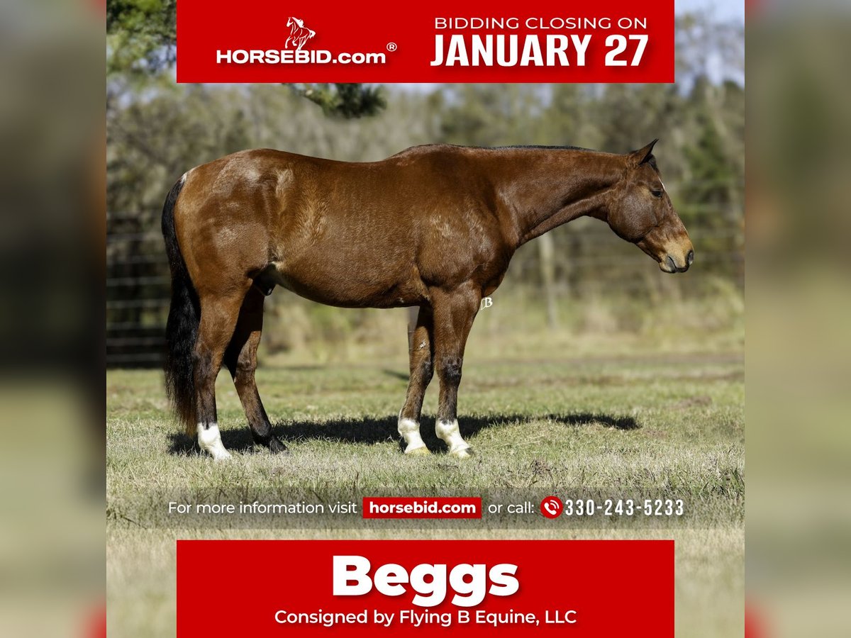 American Quarter Horse Wałach 10 lat 152 cm Gniada in Lufkin, TX