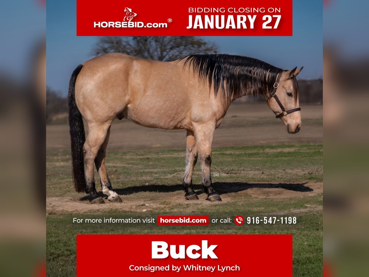 American Quarter Horse Wałach 10 lat 152 cm Jelenia in Whitesboro, TX