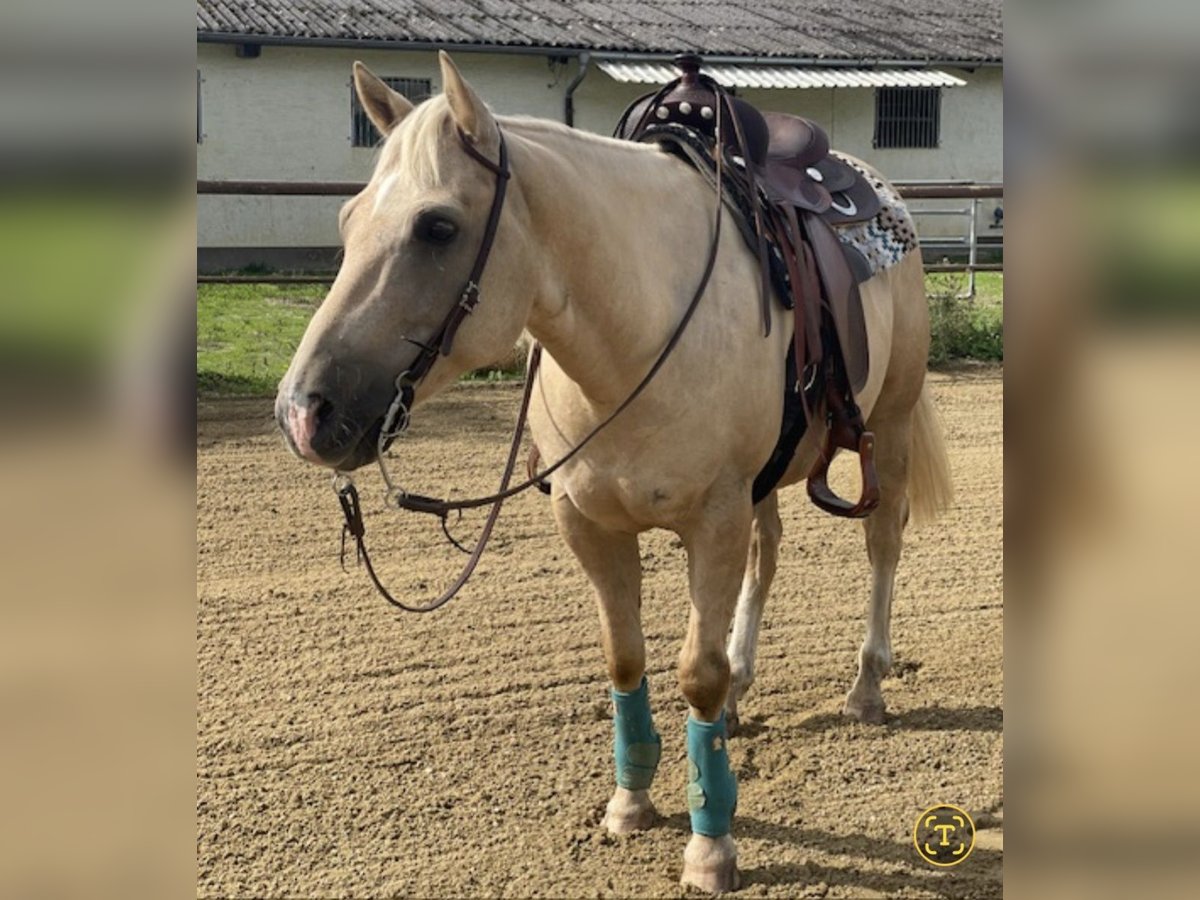 American Quarter Horse Wałach 10 lat 154 cm in Nassenfels