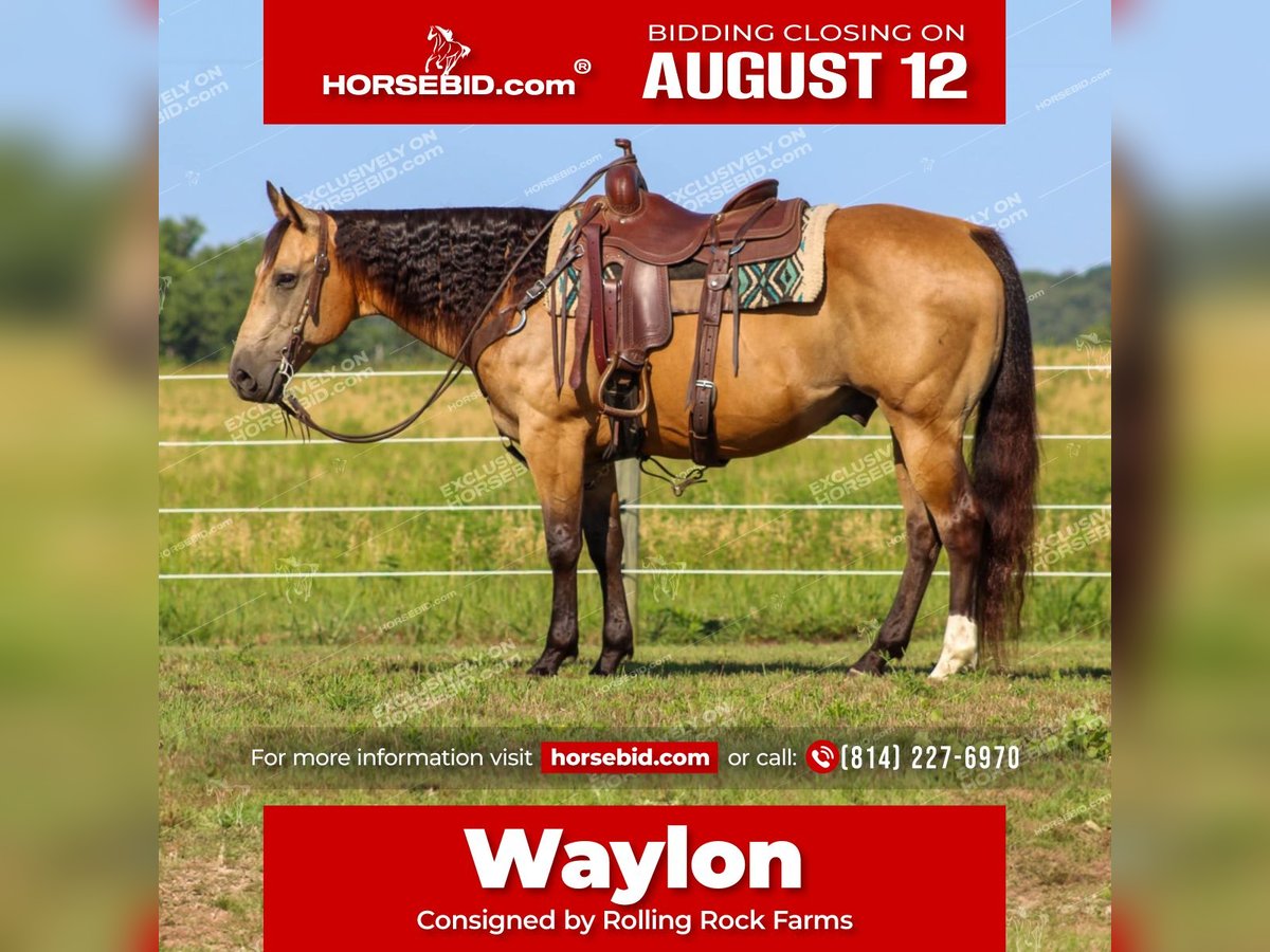 American Quarter Horse Wałach 10 lat 155 cm Jelenia in Clarion, PA