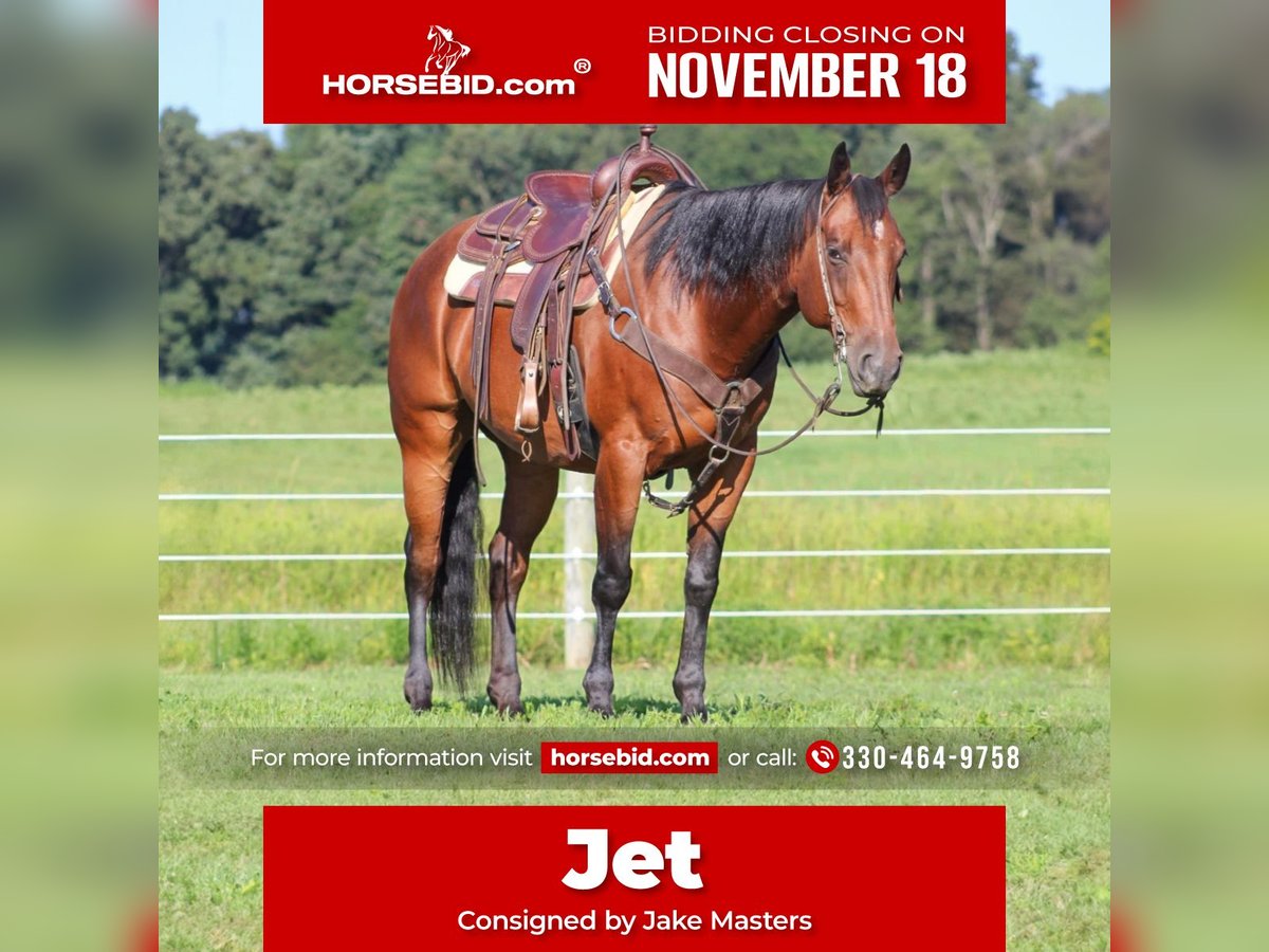 American Quarter Horse Wałach 10 lat 160 cm Gniada in Orrville, OH