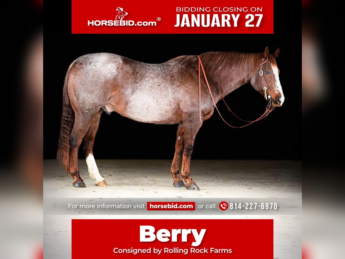 American Quarter Horse Wałach 10 lat 160 cm Kasztanowatodereszowata in Clarion, PA