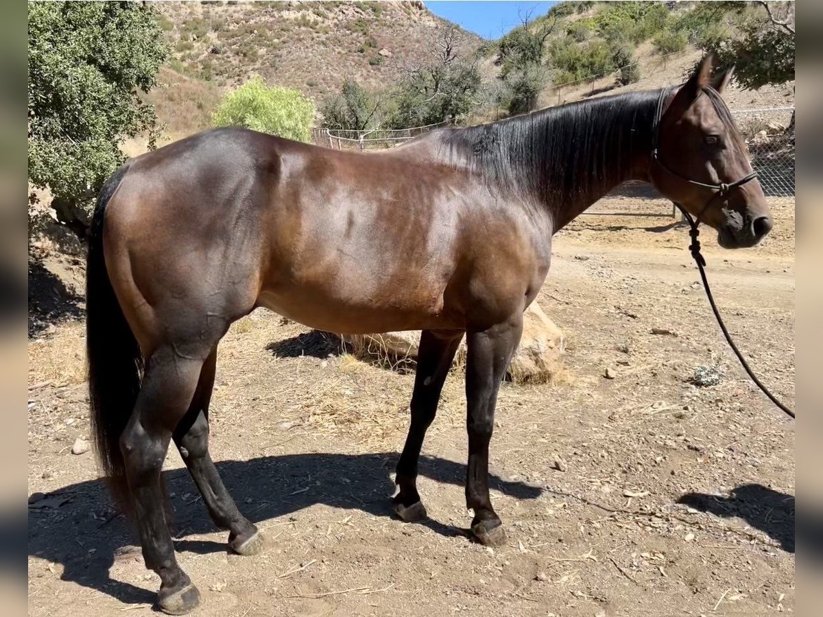 American Quarter Horse Wałach 10 lat Gniada in Murrieta, CA