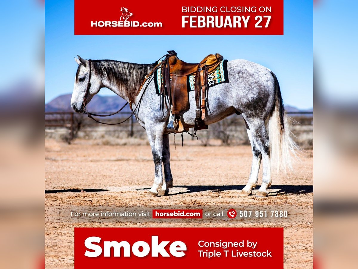 American Quarter Horse Wałach 10 lat Siwa in Aguila, AZ