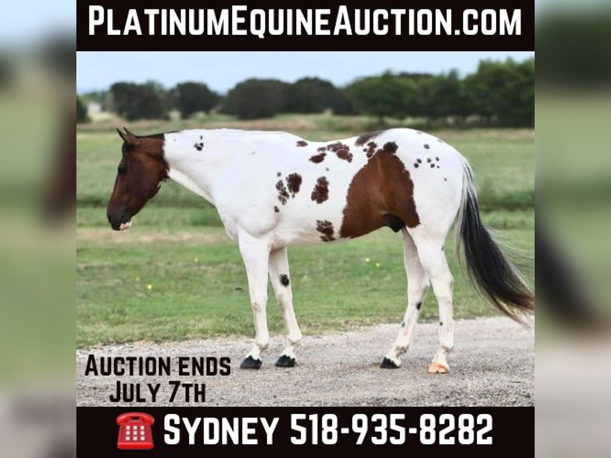 American Quarter Horse Wałach 10 lat Tobiano wszelkich maści in Granbury TX