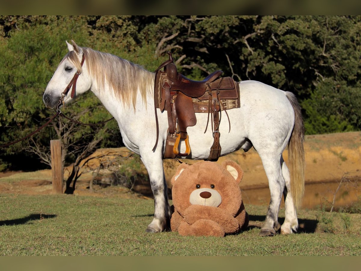 American Quarter Horse Wałach 11 lat 142 cm Siwa in cleburne TX