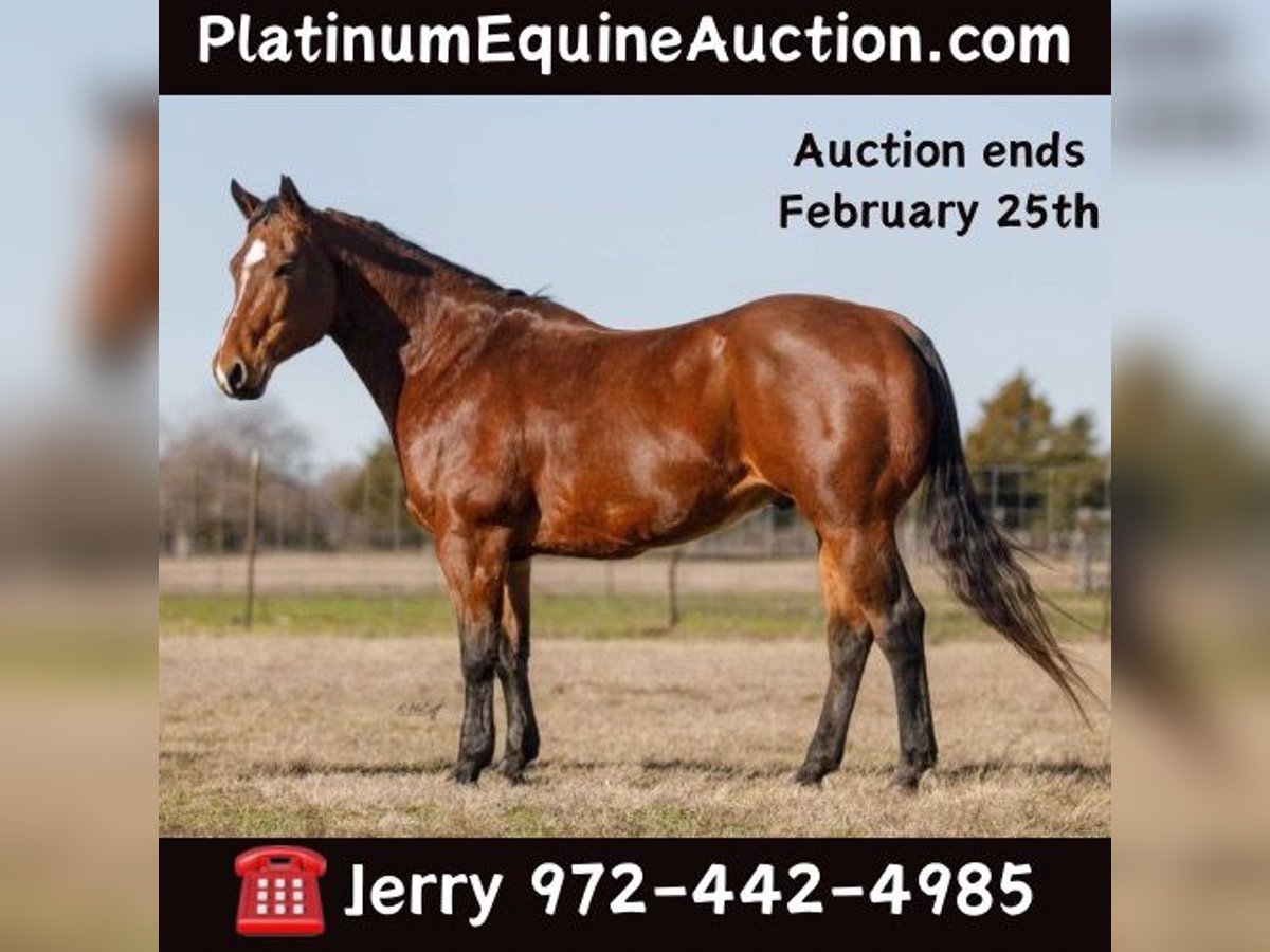 American Quarter Horse Wałach 11 lat 147 cm Gniada in Ravennna TX