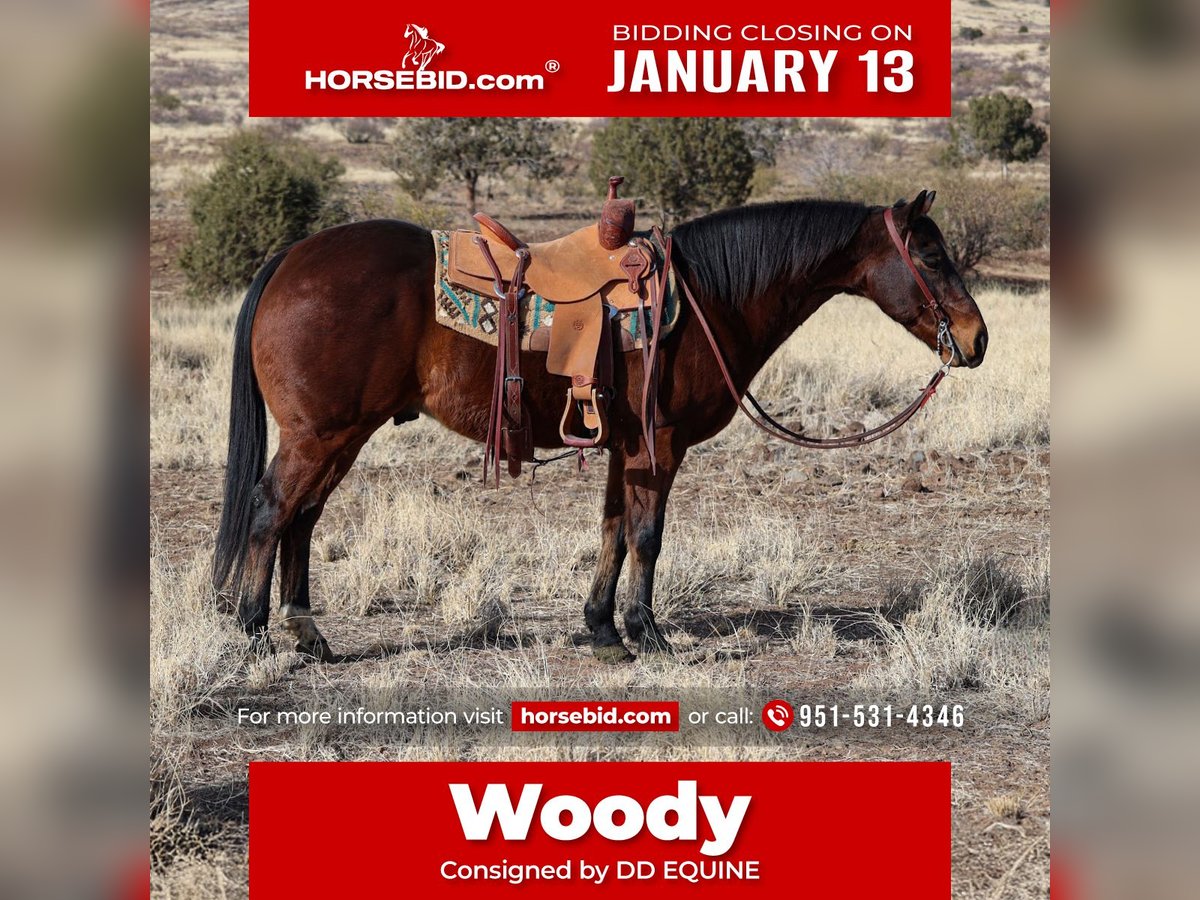 American Quarter Horse Wałach 11 lat 150 cm Gniada in Camp Verde, AZ