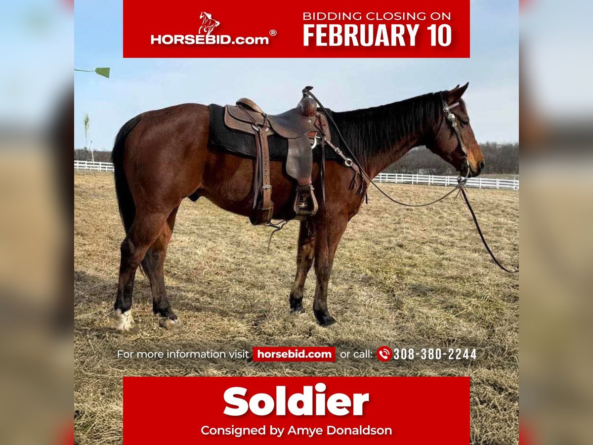 American Quarter Horse Wałach 11 lat 150 cm Gniada in Kansas City, MO