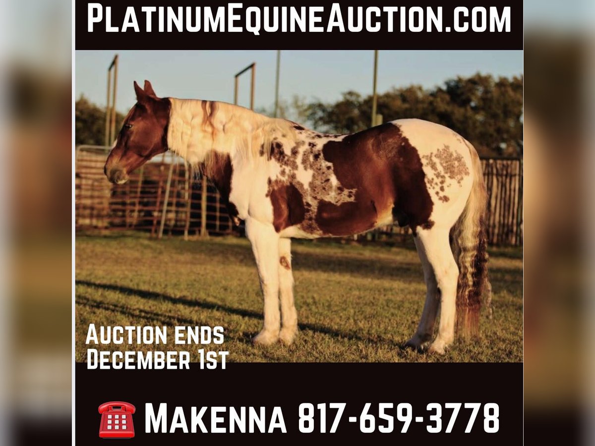 American Quarter Horse Wałach 11 lat 150 cm Tobiano wszelkich maści in Lipan TX