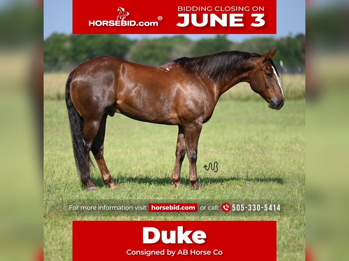 American Quarter Horse Wałach 11 lat 152 cm Cisawa in Waco