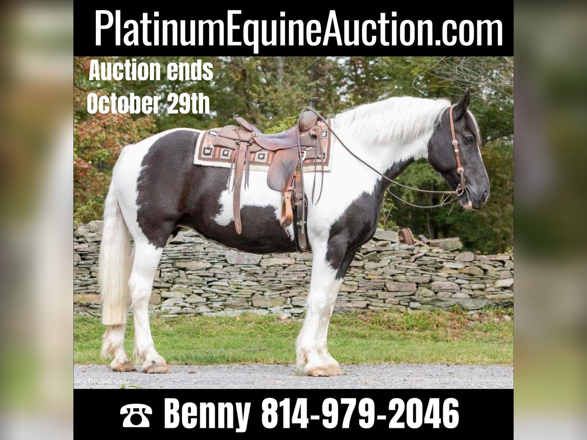 American Quarter Horse Wałach 11 lat 160 cm Tobiano wszelkich maści in Everett PA