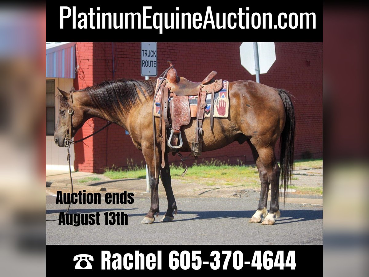 American Quarter Horse Wałach 12 lat 140 cm Gniada in Rusk TX