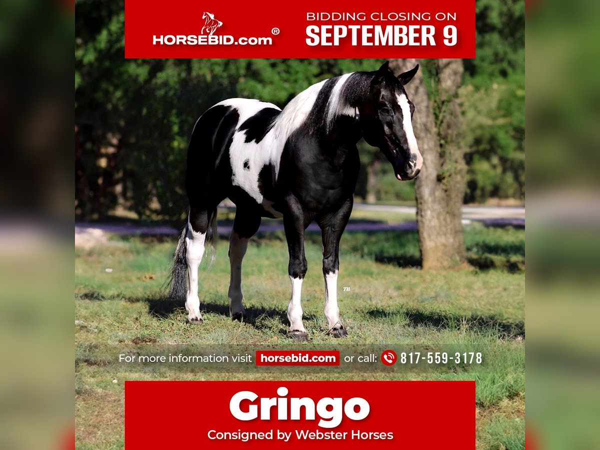 American Quarter Horse Wałach 12 lat 145 cm Tobiano wszelkich maści in Lipan, TX