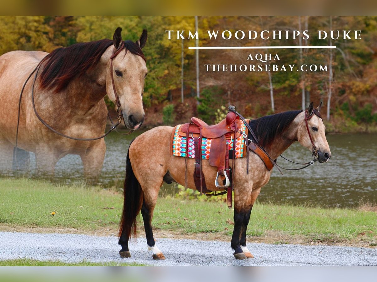 American Quarter Horse Wałach 12 lat 150 cm Jelenia in Tompkinsville, KY