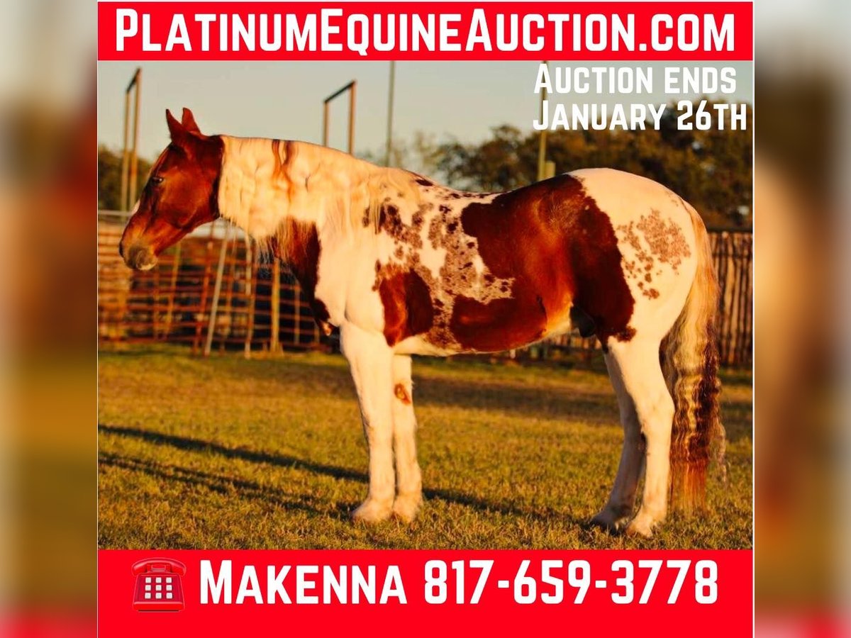 American Quarter Horse Wałach 12 lat 150 cm Tobiano wszelkich maści in Lipan TX