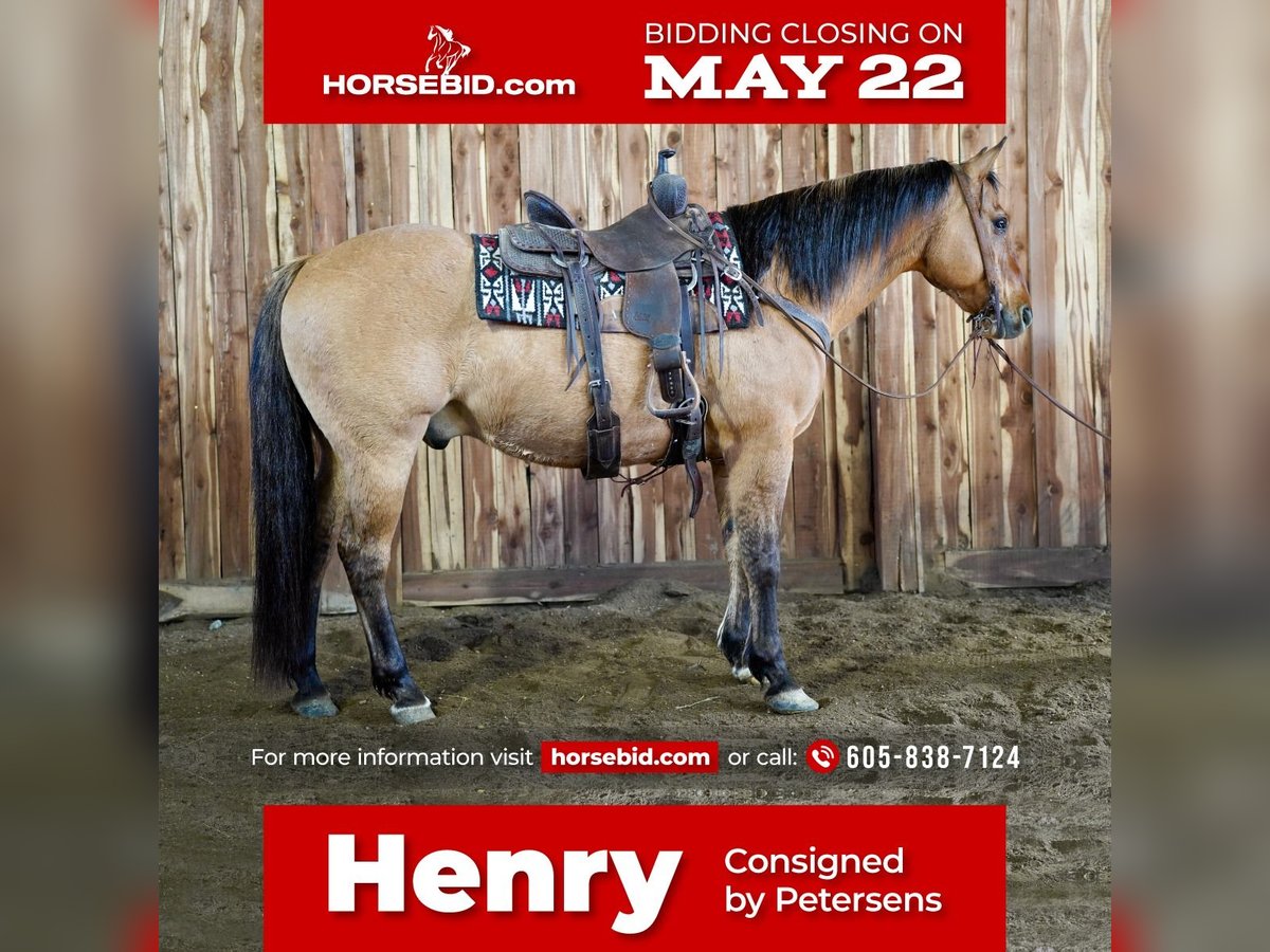 American Quarter Horse Mix Wałach 12 lat 152 cm Bułana in Valley Springs, SD