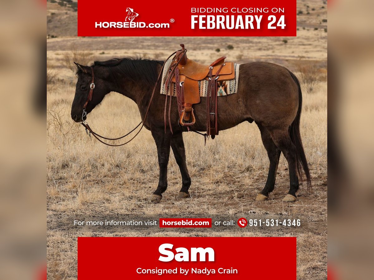 American Quarter Horse Wałach 12 lat 152 cm Grullo in Camp Verde, AZ