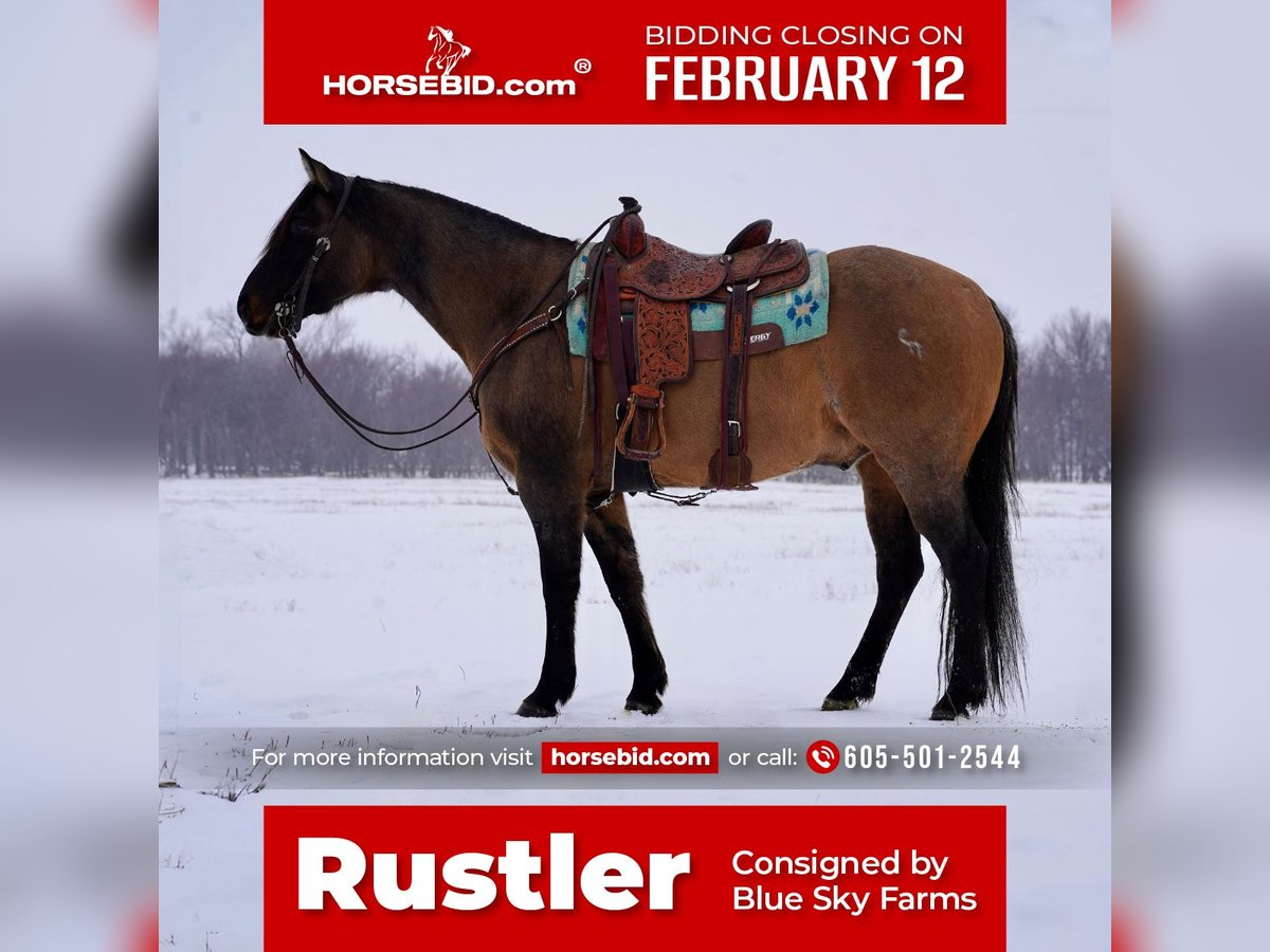 American Quarter Horse Wałach 12 lat 155 cm Grullo in Sioux Falls