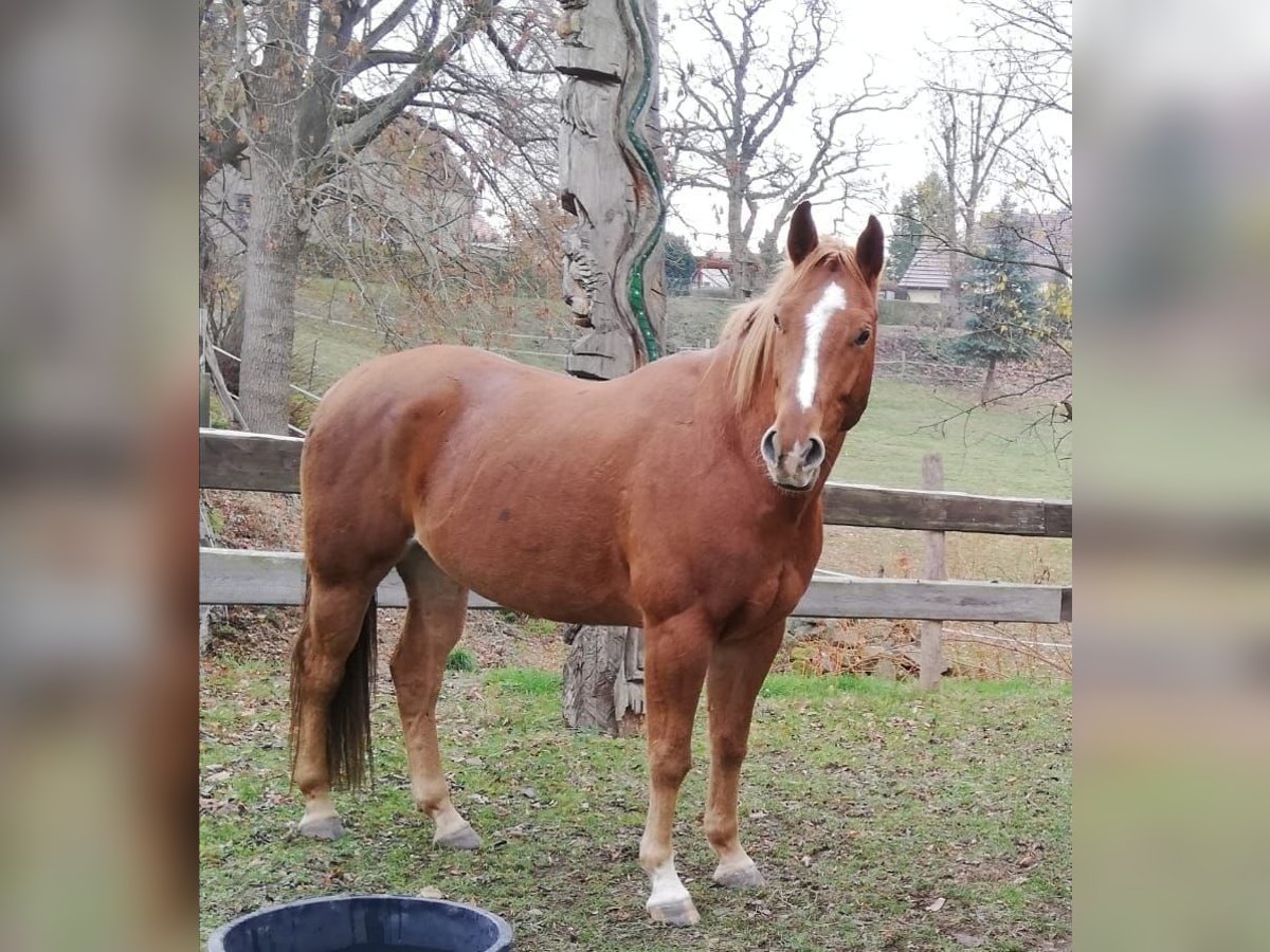 American Quarter Horse Wałach 12 lat 160 cm Kasztanowata in Stöckse