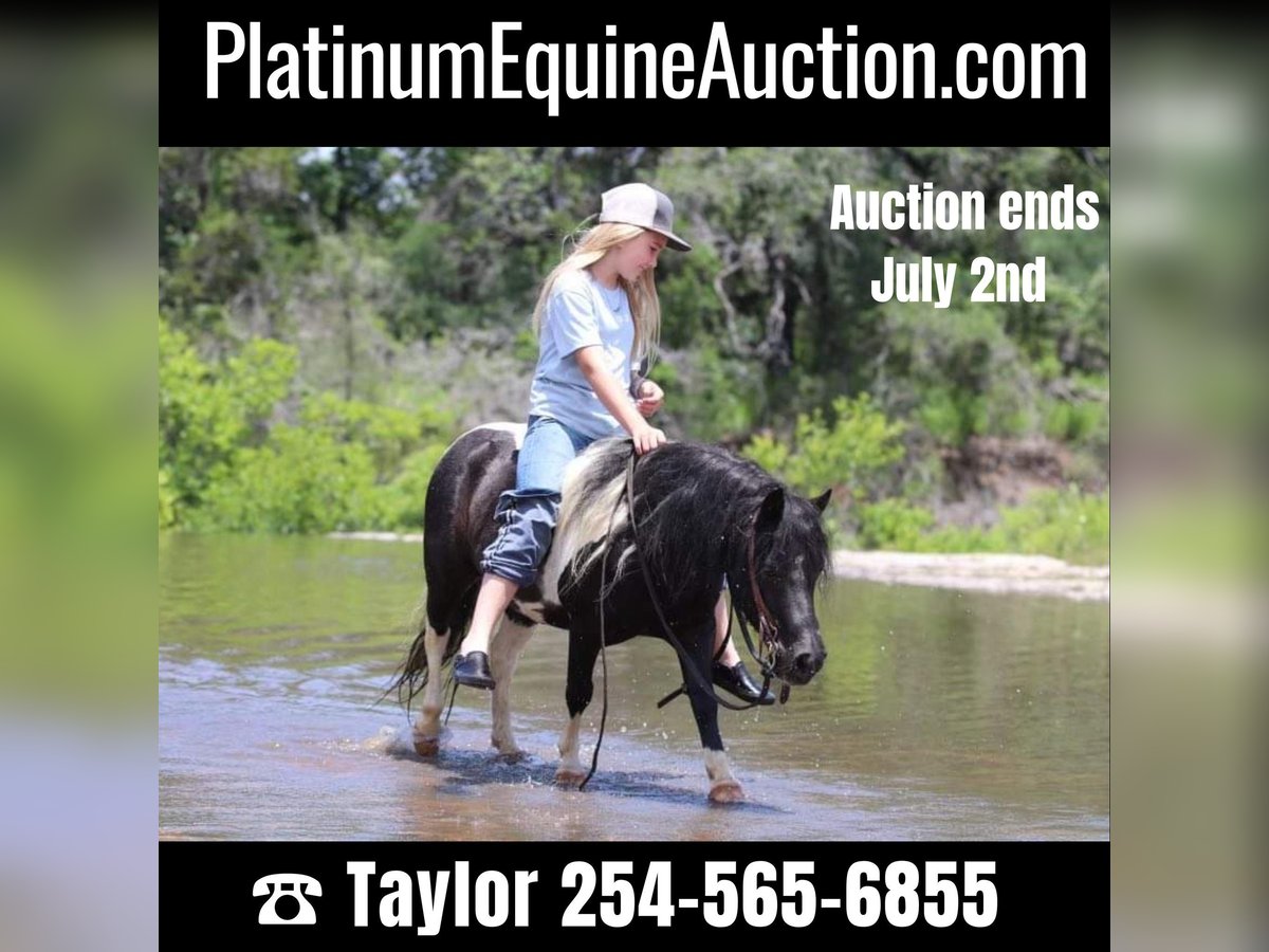 American Quarter Horse Wałach 12 lat 91 cm Tobiano wszelkich maści in Morgan Mill TX