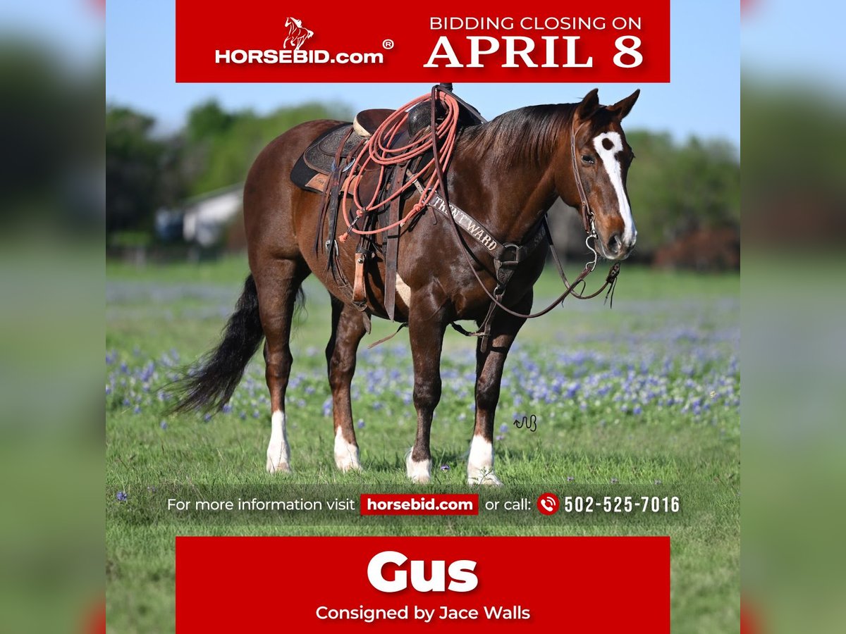 American Quarter Horse Wałach 13 lat 147 cm Cisawa in Waco