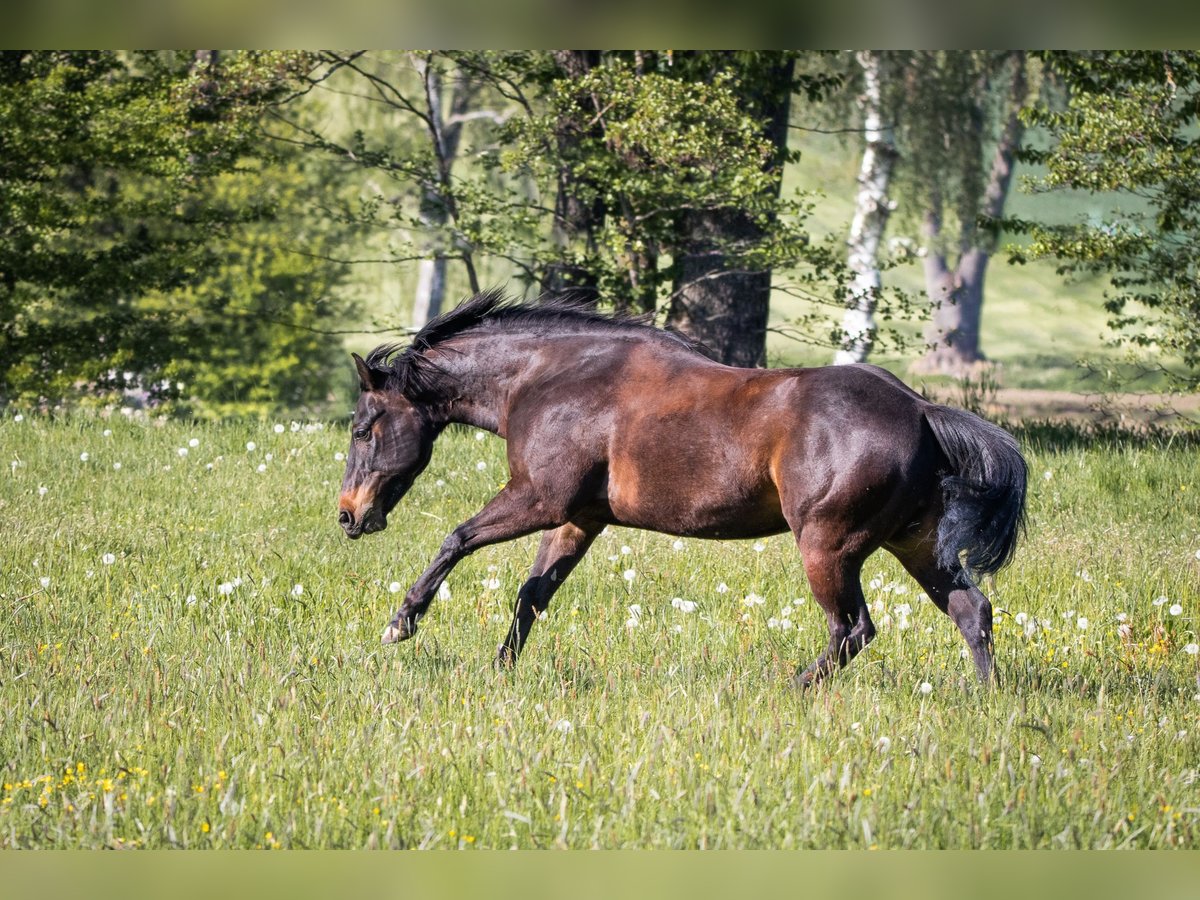 American Quarter Horse Wałach 13 lat 149 cm Ciemnogniada in Ottenhofen
