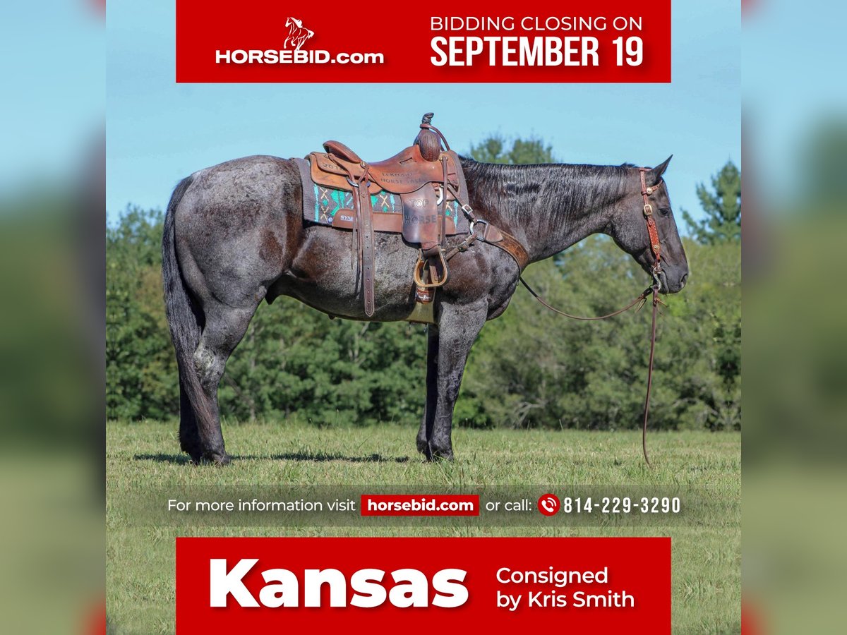 American Quarter Horse Wałach 13 lat 152 cm Karodereszowata in Clarion, PA