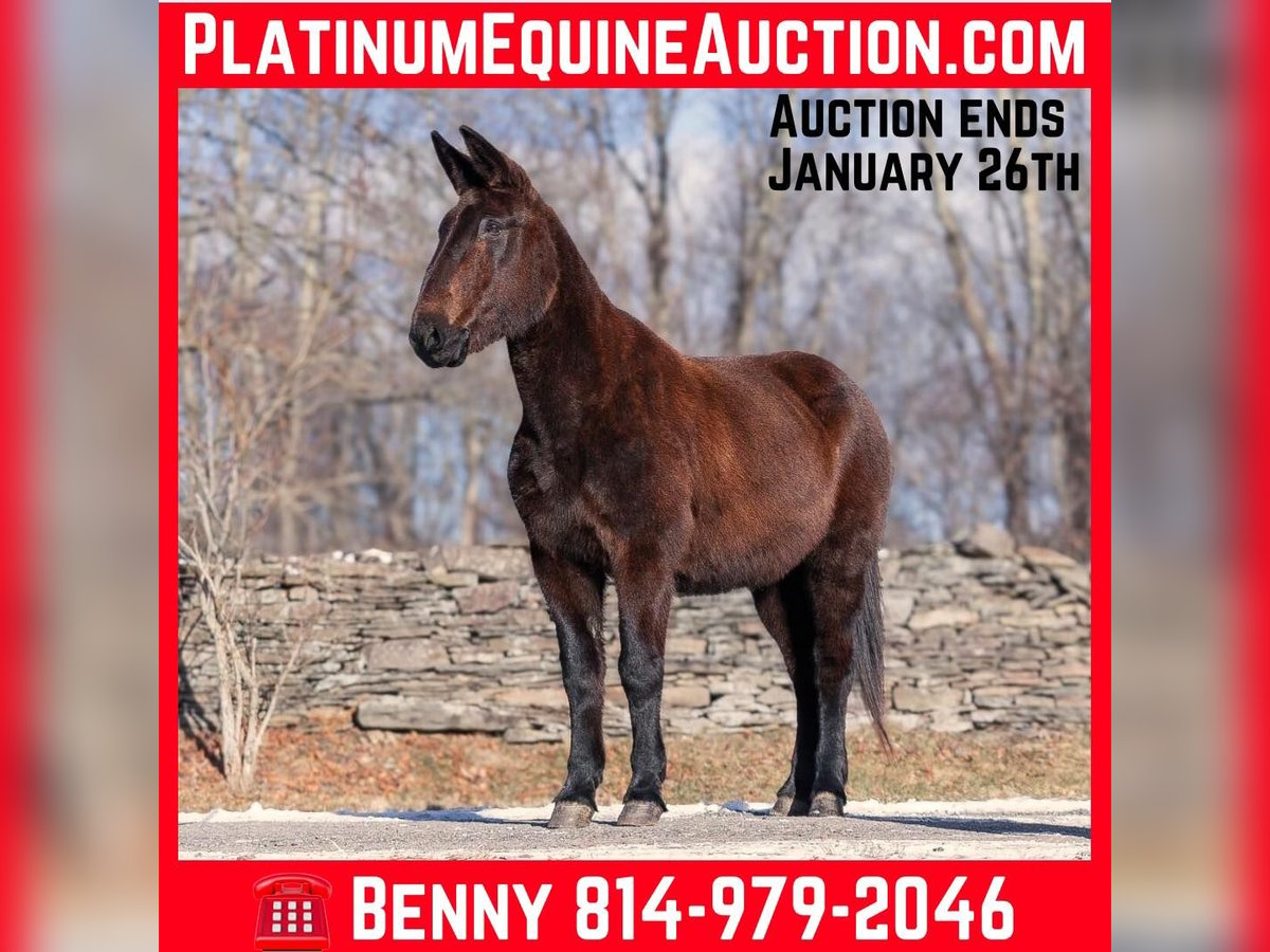 American Quarter Horse Wałach 13 lat Kara in EVERETT, PA