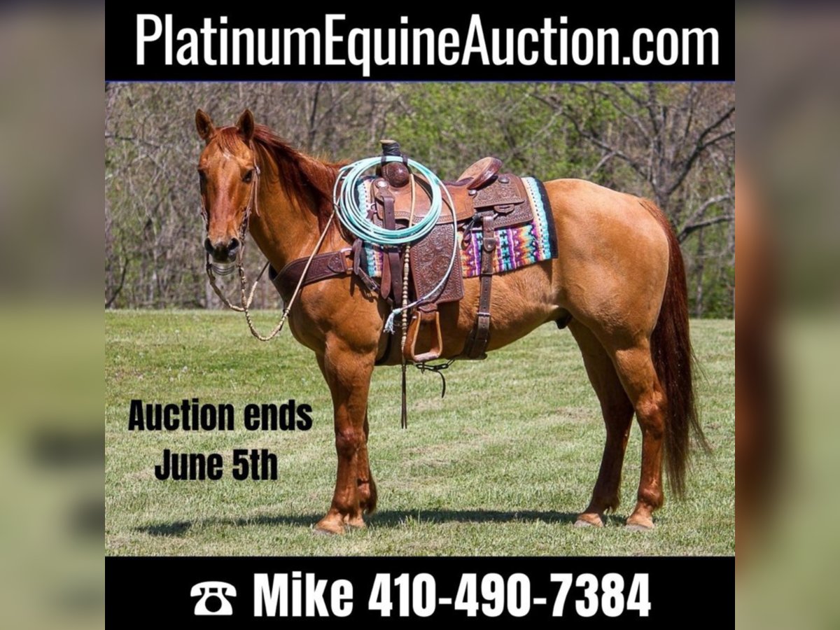 American Quarter Horse Wałach 14 lat 147 cm Bułana in Moutain Grove MO