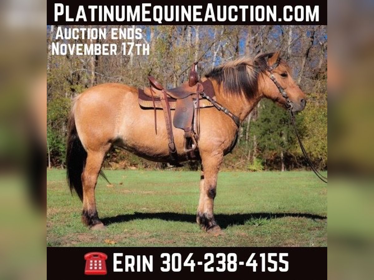 American Quarter Horse Wałach 14 lat 150 cm Jelenia in Flemingsburg kY