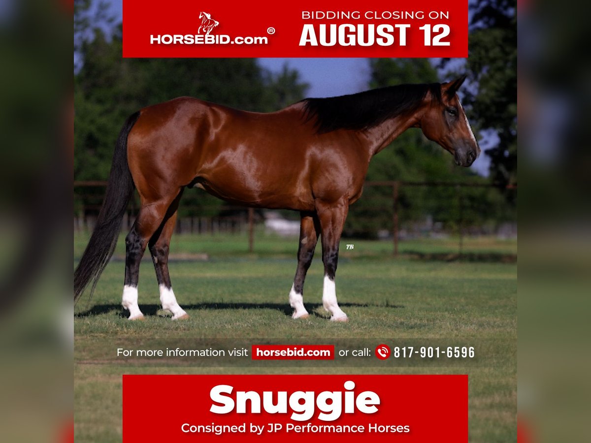 American Quarter Horse Wałach 14 lat 155 cm Gniada in Dennis, TX