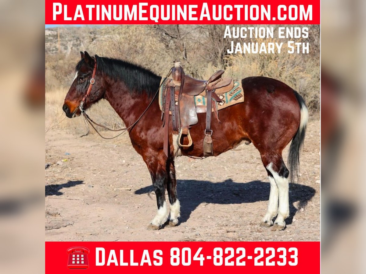 American Quarter Horse Wałach 14 lat 155 cm Gniada in Camp Verde AZ