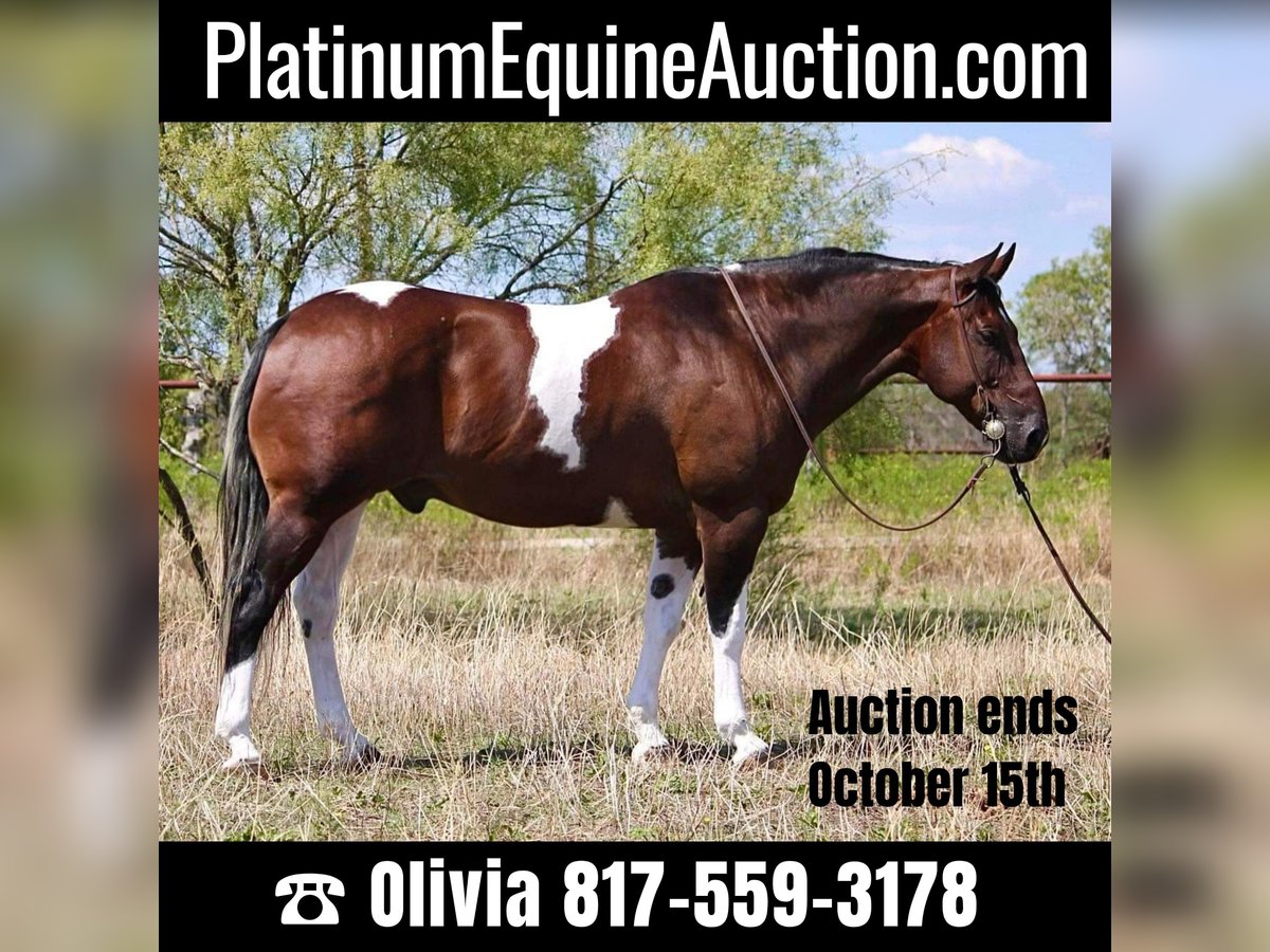 American Quarter Horse Wałach 14 lat 157 cm Gniada in WEATHERFORD, TX