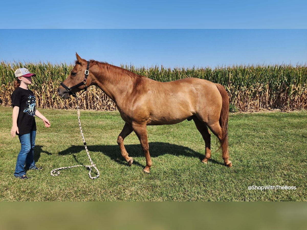 American Quarter Horse Wałach 14 lat Bułana in Oxford, PA