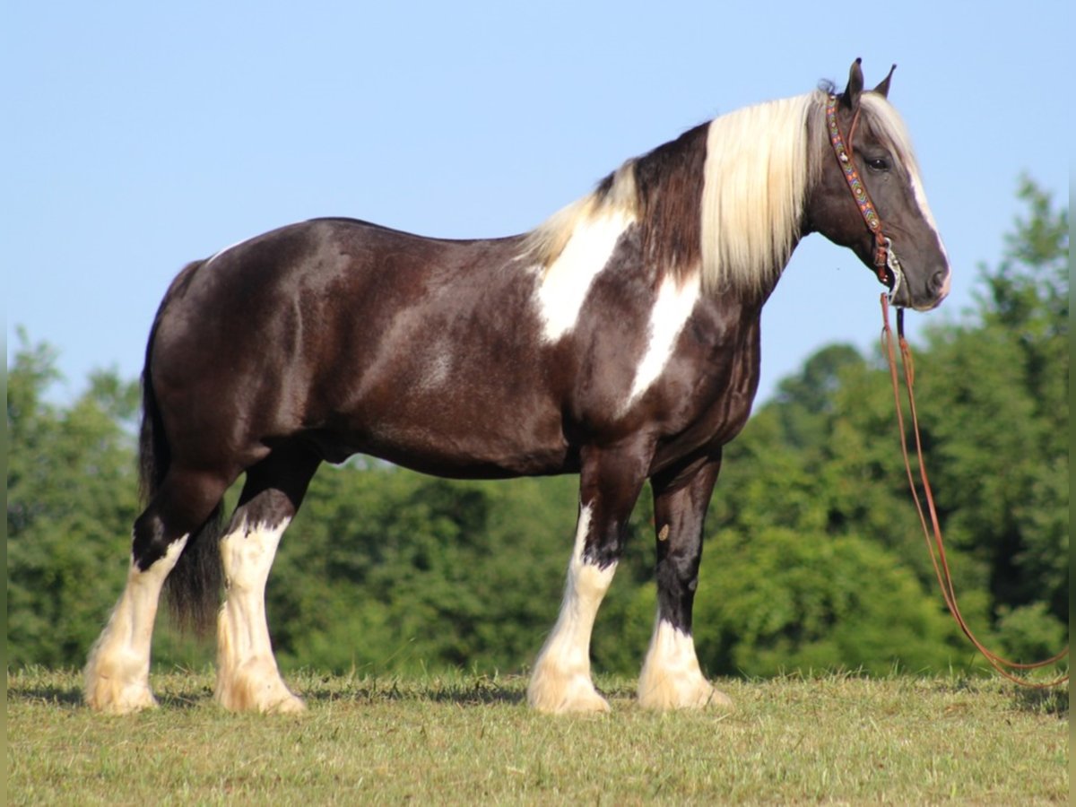 American Quarter Horse Wałach 14 lat Tobiano wszelkich maści in Brodhead Ky