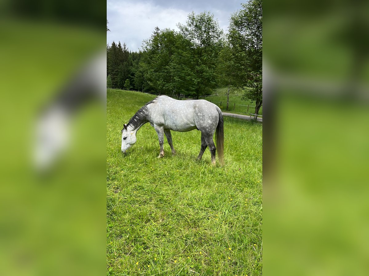 American Quarter Horse Wałach 15 lat 156 cm Siwa jabłkowita in Wilzhofen Weilheim