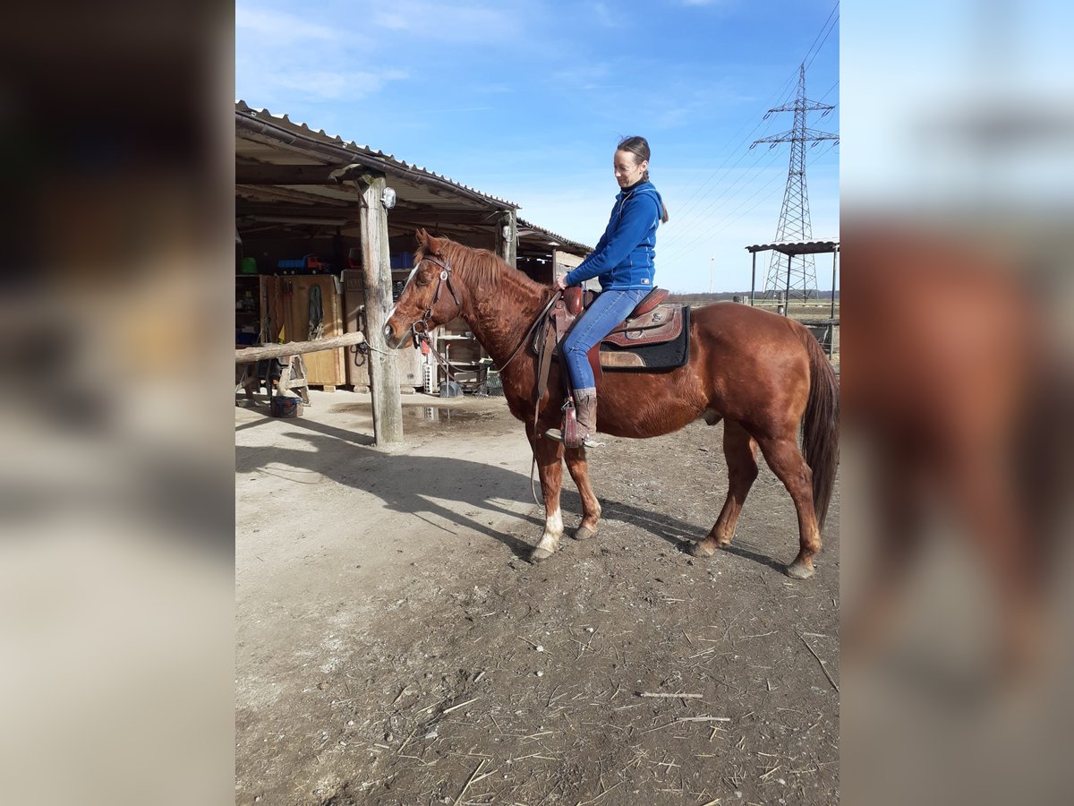 American Quarter Horse Wałach 16 lat 146 cm Kasztanowata in Schrick