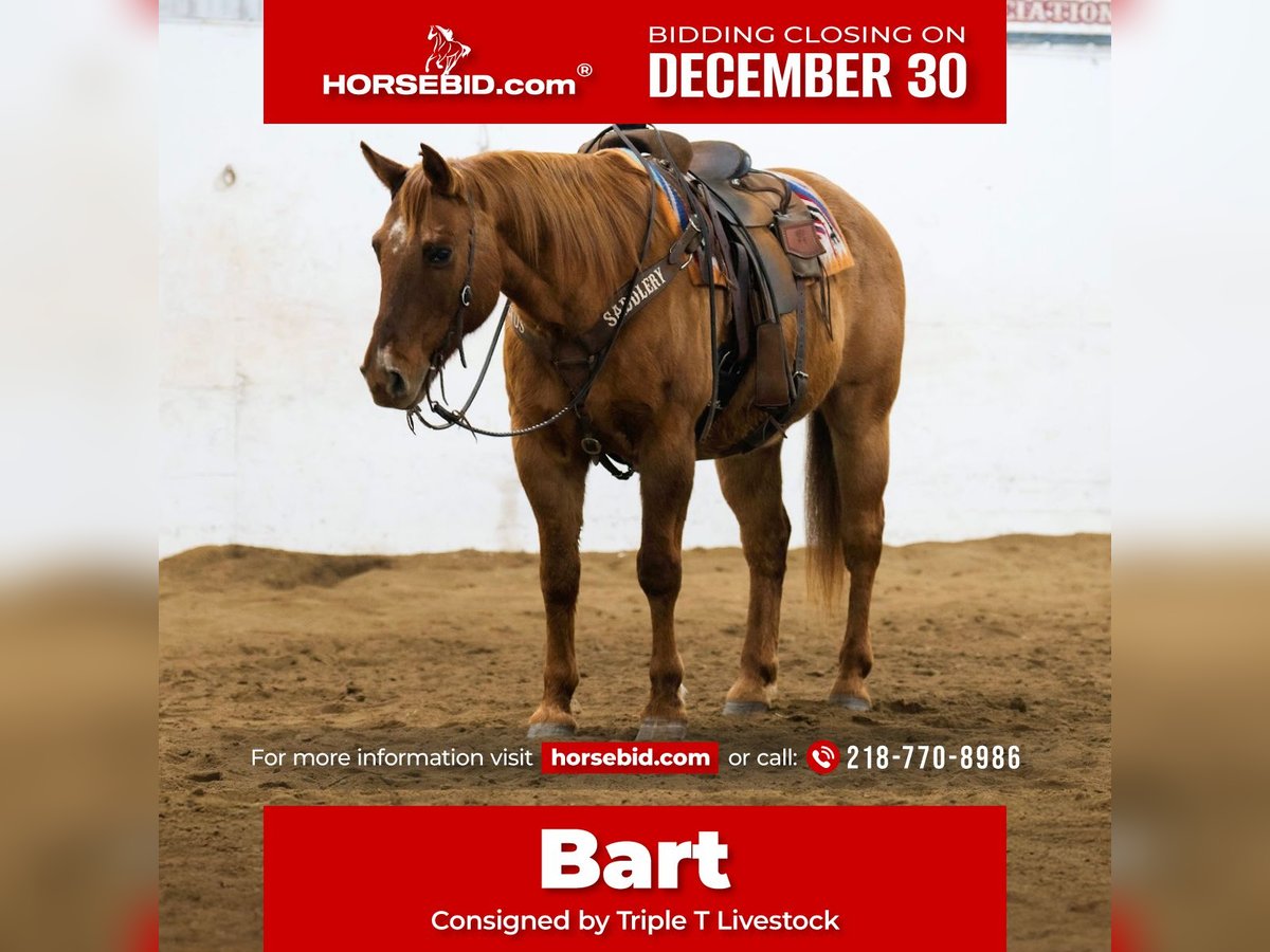 American Quarter Horse Wałach 16 lat 152 cm Bułana in Nevis, MN