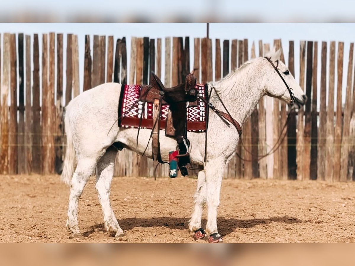 American Quarter Horse Wałach 16 lat 152 cm Siwa w hreczce in Stephenville