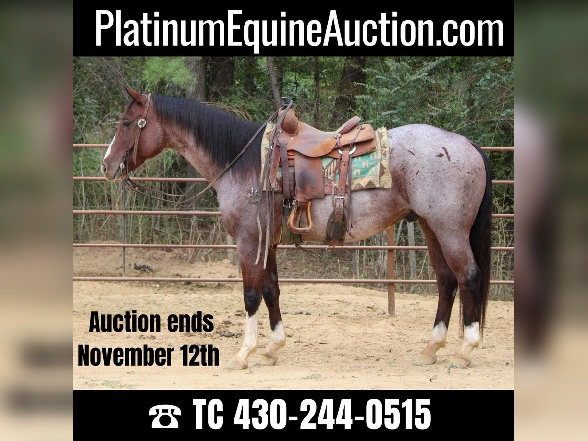 American Quarter Horse Wałach 16 lat 155 cm Gniadodereszowata in Rusk TX