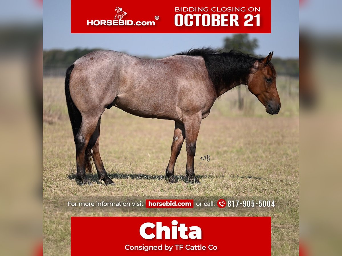 American Quarter Horse Wałach 2 lat 145 cm Gniadodereszowata in Cresson, TX