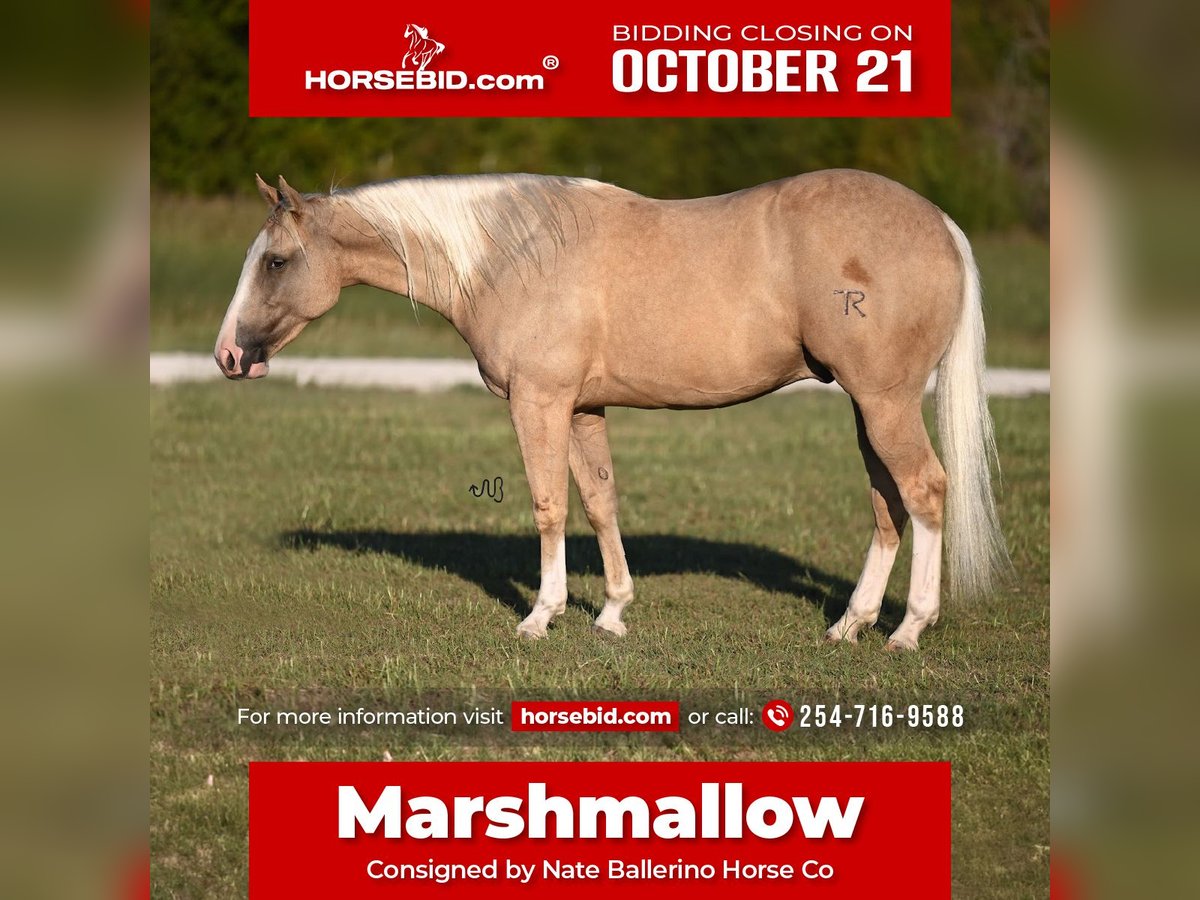 American Quarter Horse Wałach 2 lat 147 cm Izabelowata in Waco, TX