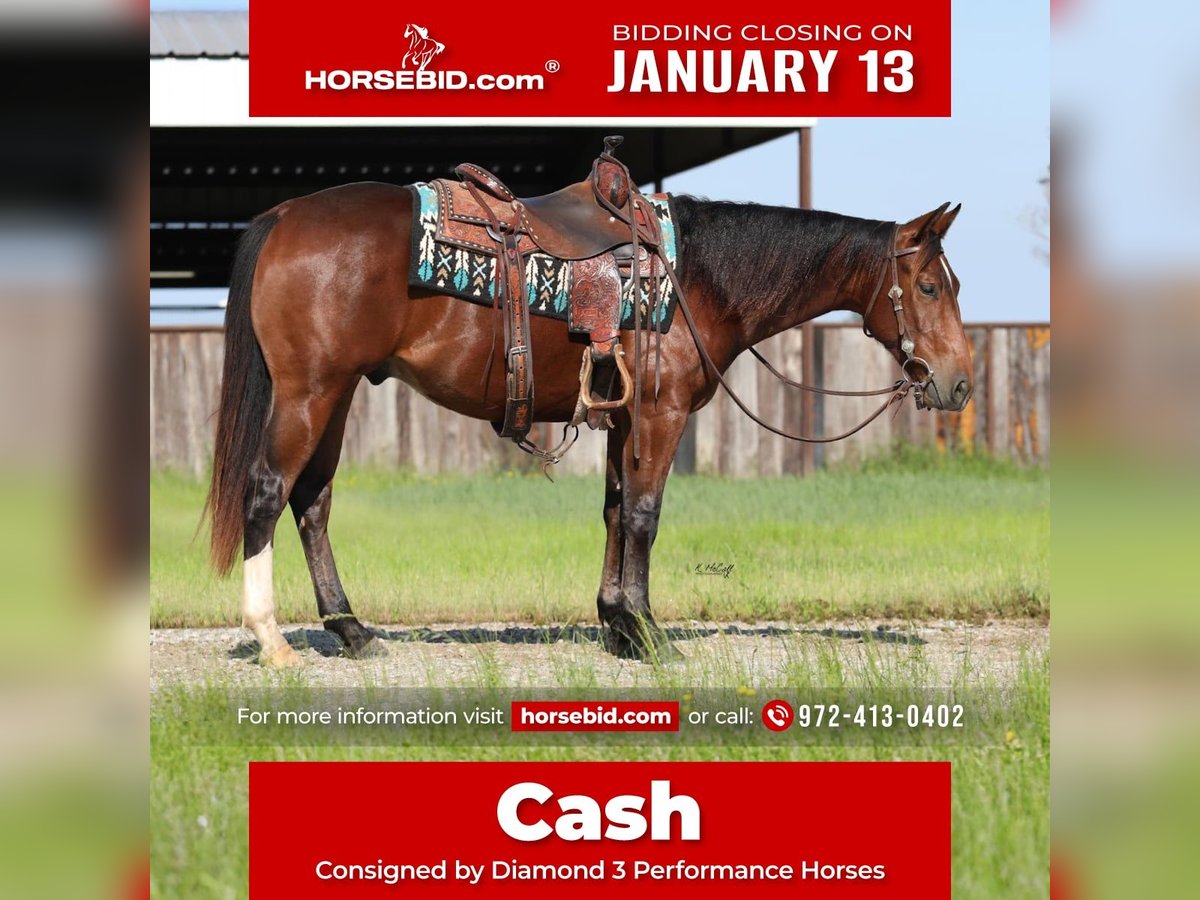 American Quarter Horse Wałach 2 lat 150 cm Gniada in Ravenna, TX