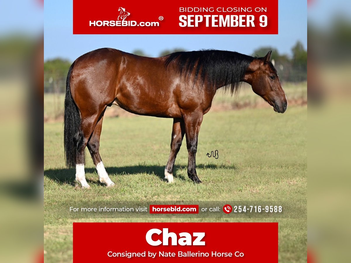 American Quarter Horse Wałach 2 lat 150 cm Gniada in Waco, TX